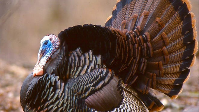 The wild turkey has the longest tail feathers of any native bird.