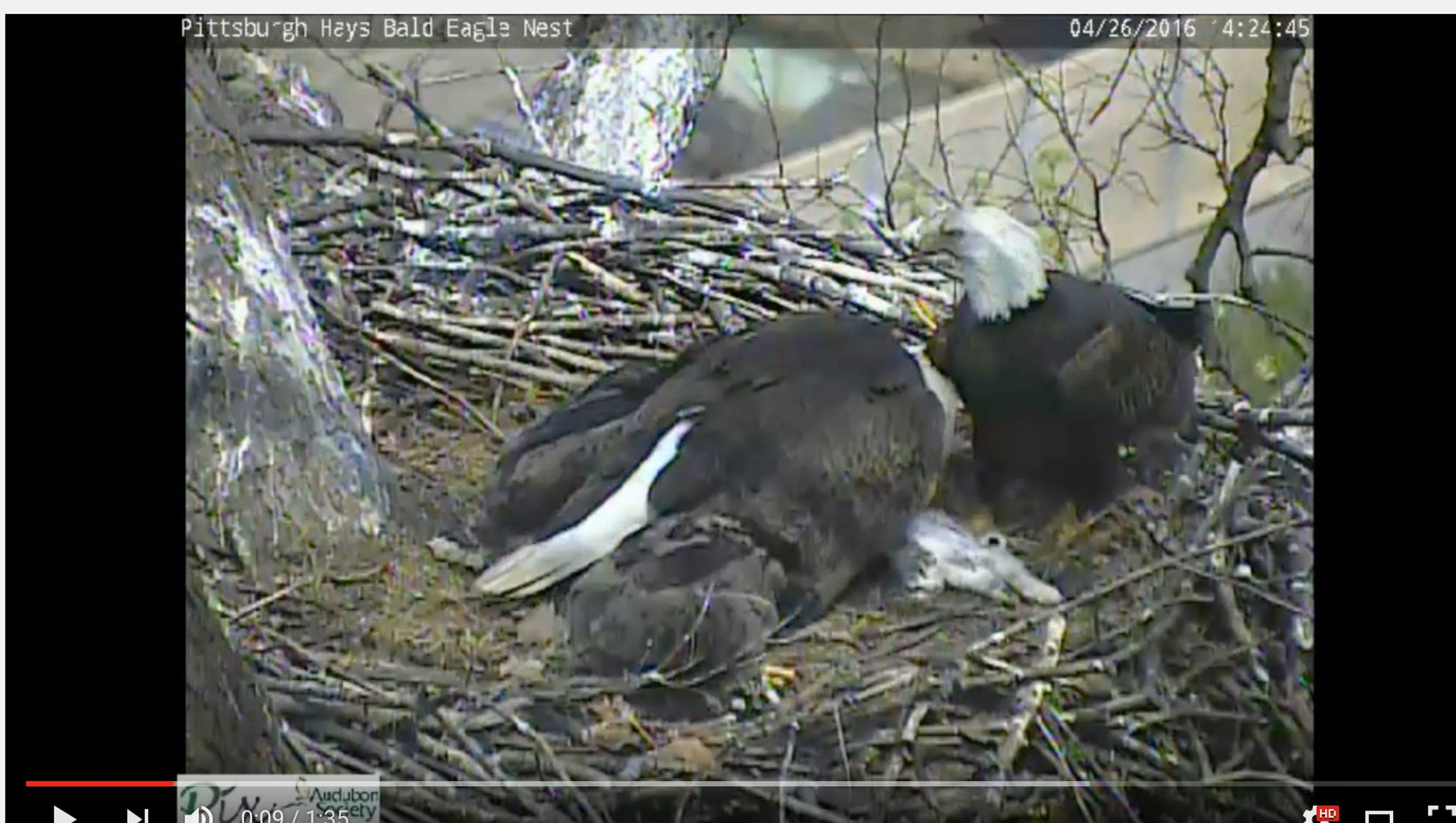 Eagle cam shows eagles feeding cat to young