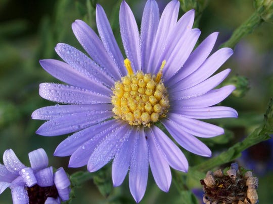 Turn Your Yard Into A Micro Prairie With Native Plants