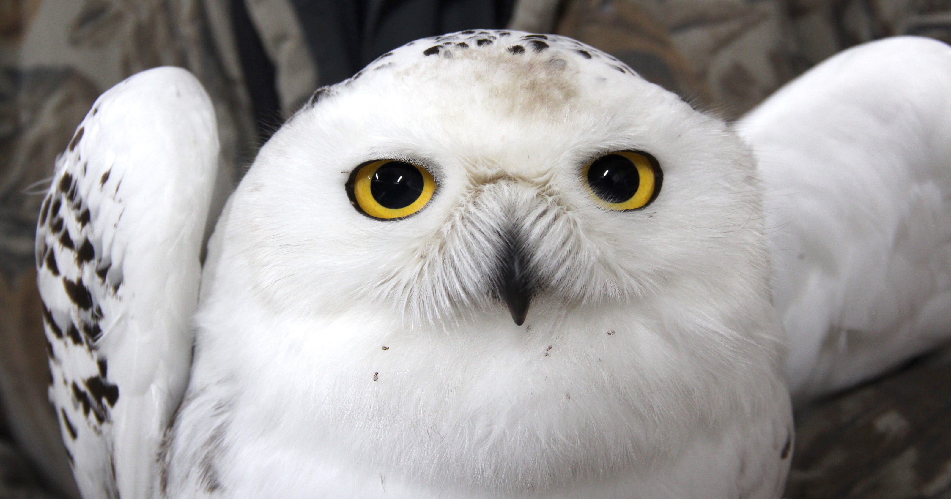 Record number of snowy owls sighted in Wisconsin this winter