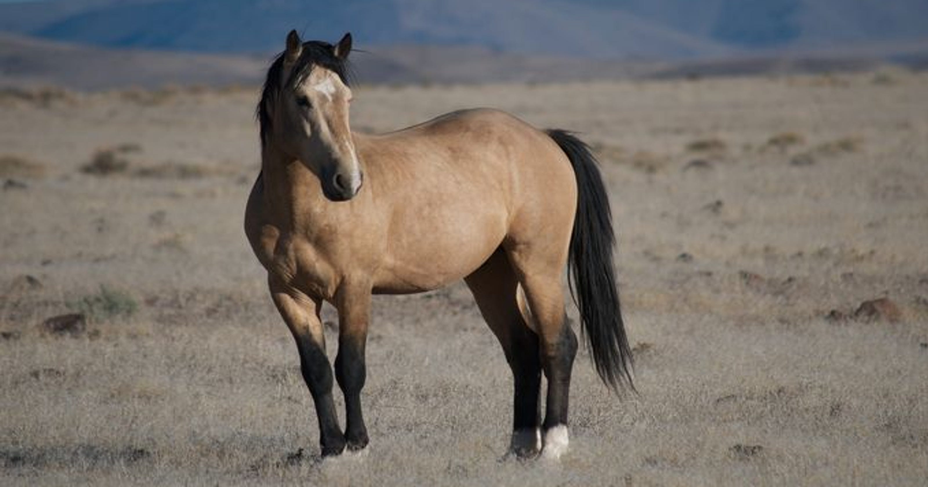 One View: Wild horses in Nevada — let’s end cycle of crisis