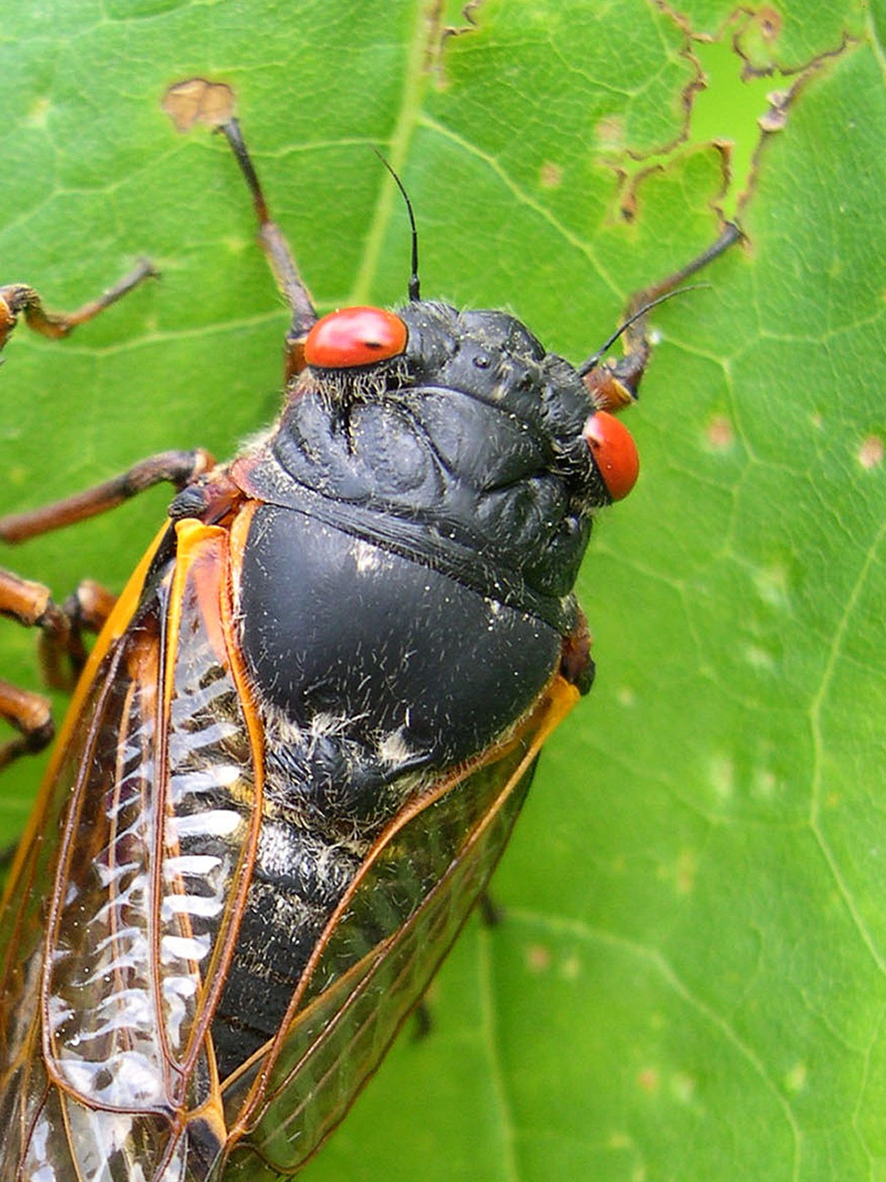 Zombie Cicadas Spread Psychedelic Fungus Kill Off Each Other
