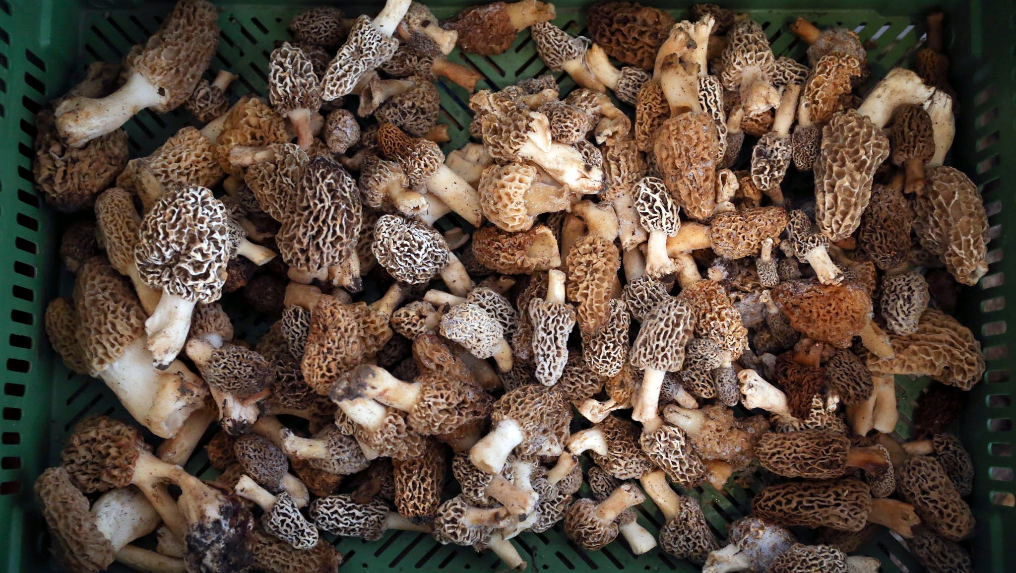 Morel mushroom hunters in Iowa seek a jackpot