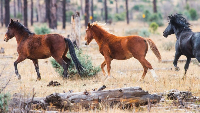 Wild mustangs run in the Apache-Sitgreaves National Forest near Overgaard on Friday, November 14, 2014. Several hundred horses live wild in the area and the Forest Service is looking at plans to manage the horses, including their possible removal.
