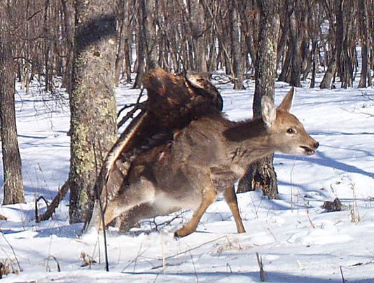 eagle caught on camera in rare attack on a deer eagle caught on camera in rare attack on a deer