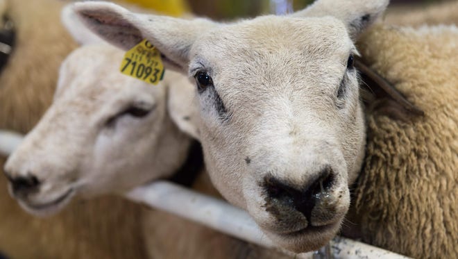 Sheep are shown during a contest at the Sommet de lElevage livestock show at Cournon dAuvergne near Clermont Ferrand, France on Oct. 4, 2017.
The Sommet de lElevage runs from October 4-6. / AFP PHOTO / Thierry ZoccolanTHIERRY ZOCCOLAN/AFP/Getty Images ORIG FILE ID: AFP_T40QD