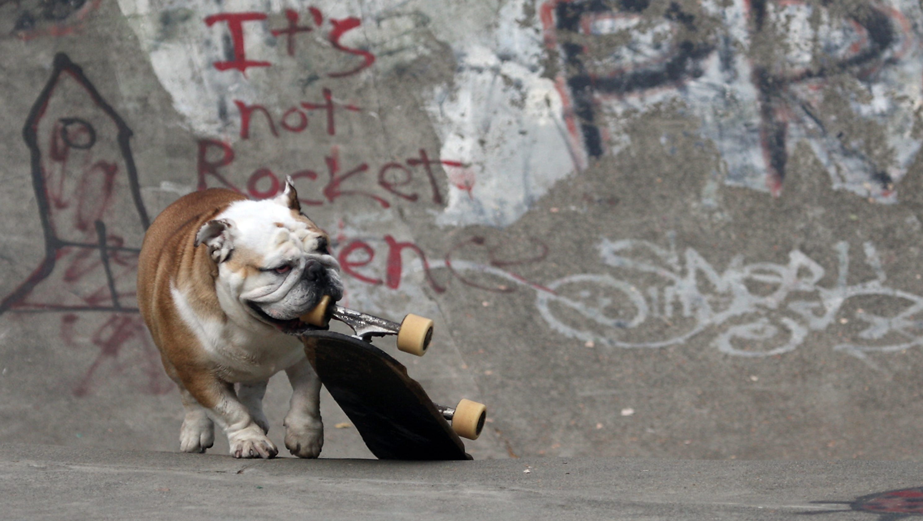 Image result for skateboarding bulldog