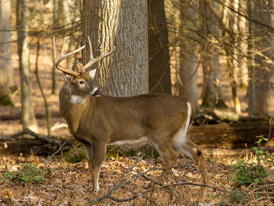 A record number of antlered bucks were harvested during the 2017-2018 deer hunting season in Western North Carolina.