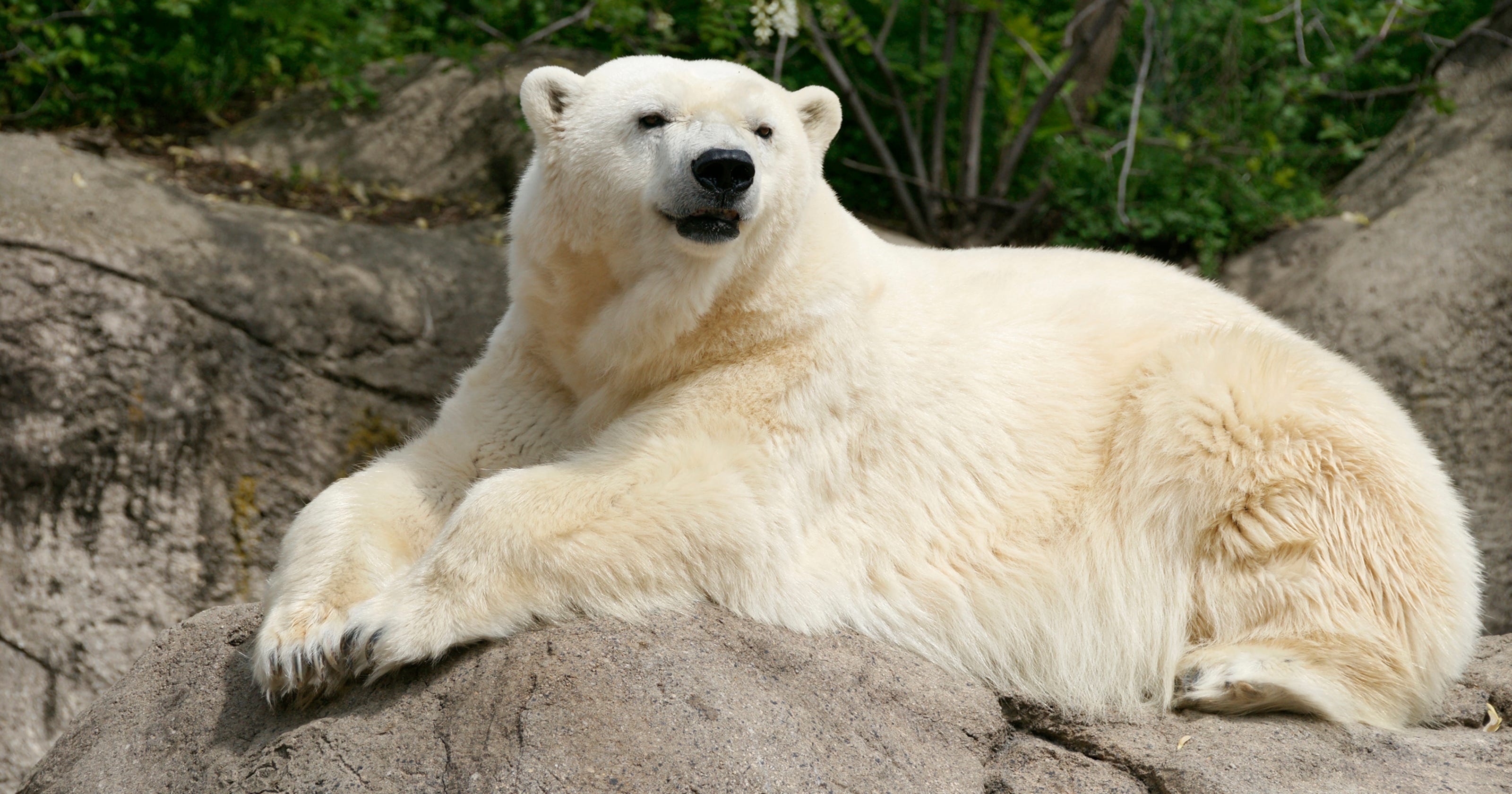 Indianapolis polar bear dies after move to Detroit Zoo