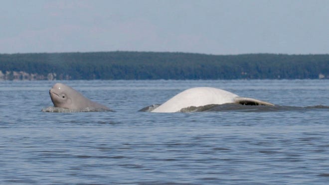 A Cook Inlet beluga whale calf, left, and an adult breach near Anchorage, Alaska, in 2009.