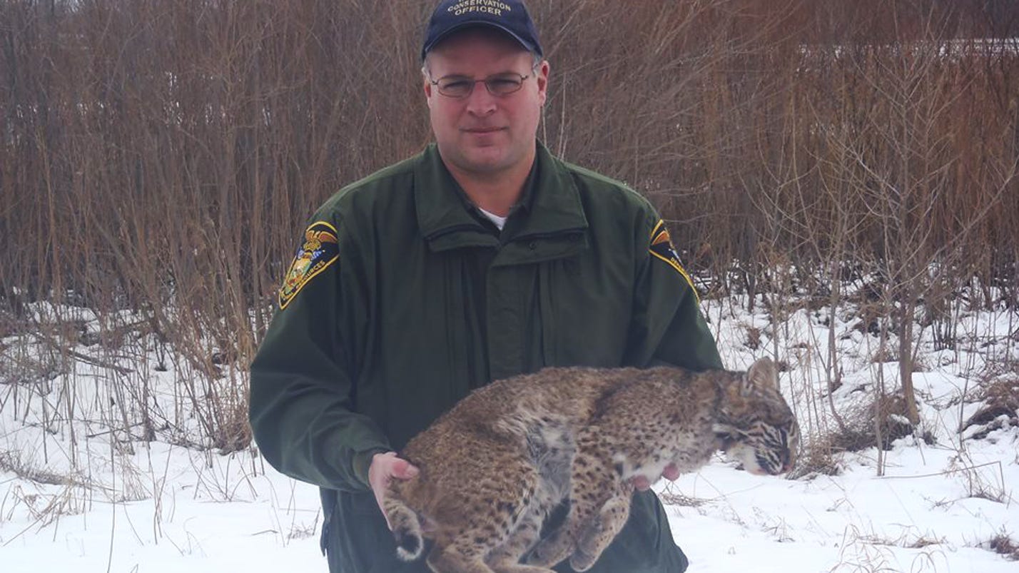 Bobcat sightings on rise in Hamilton County, elsewhere