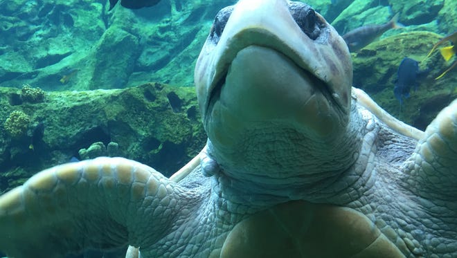 A sea turtle at SeaWorld Orlando, Fla. Big Mama was rescued by SeaWorld after the Gulf oil spill; she lives at the park due to fins damaged by the oil.