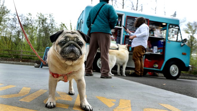 In this April 5, 2016 photo, Stella, a pug owned by Jannelle Harding, of Seattle, waits in line at a food truck specializing in treats for dogs during the lunch hour at the headquarters for the clothing and skateboard retailer Zumiez, in Lynnwood, Wash. The Seattle Barkery serves dogs and their owners at Seattle-area dog parks, office building parking lots, farmer's markets and private events. (AP Photo/Ted S. Warren)