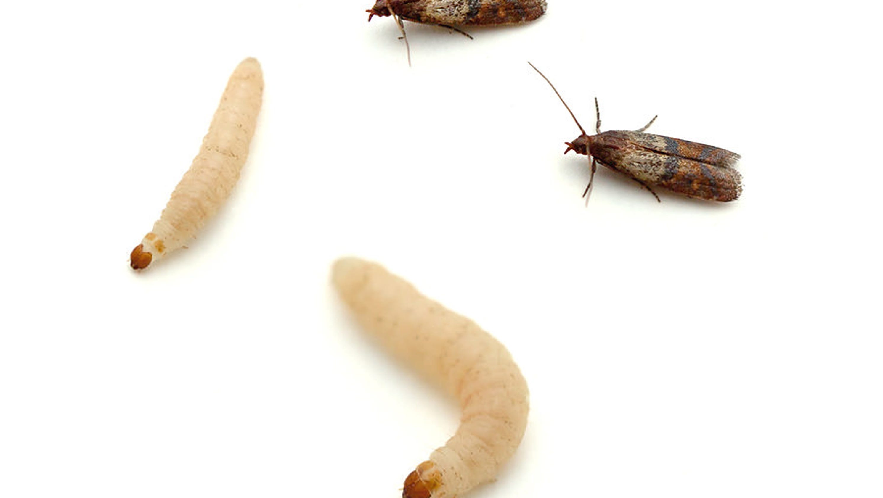 Moth Larvae Identification Chart