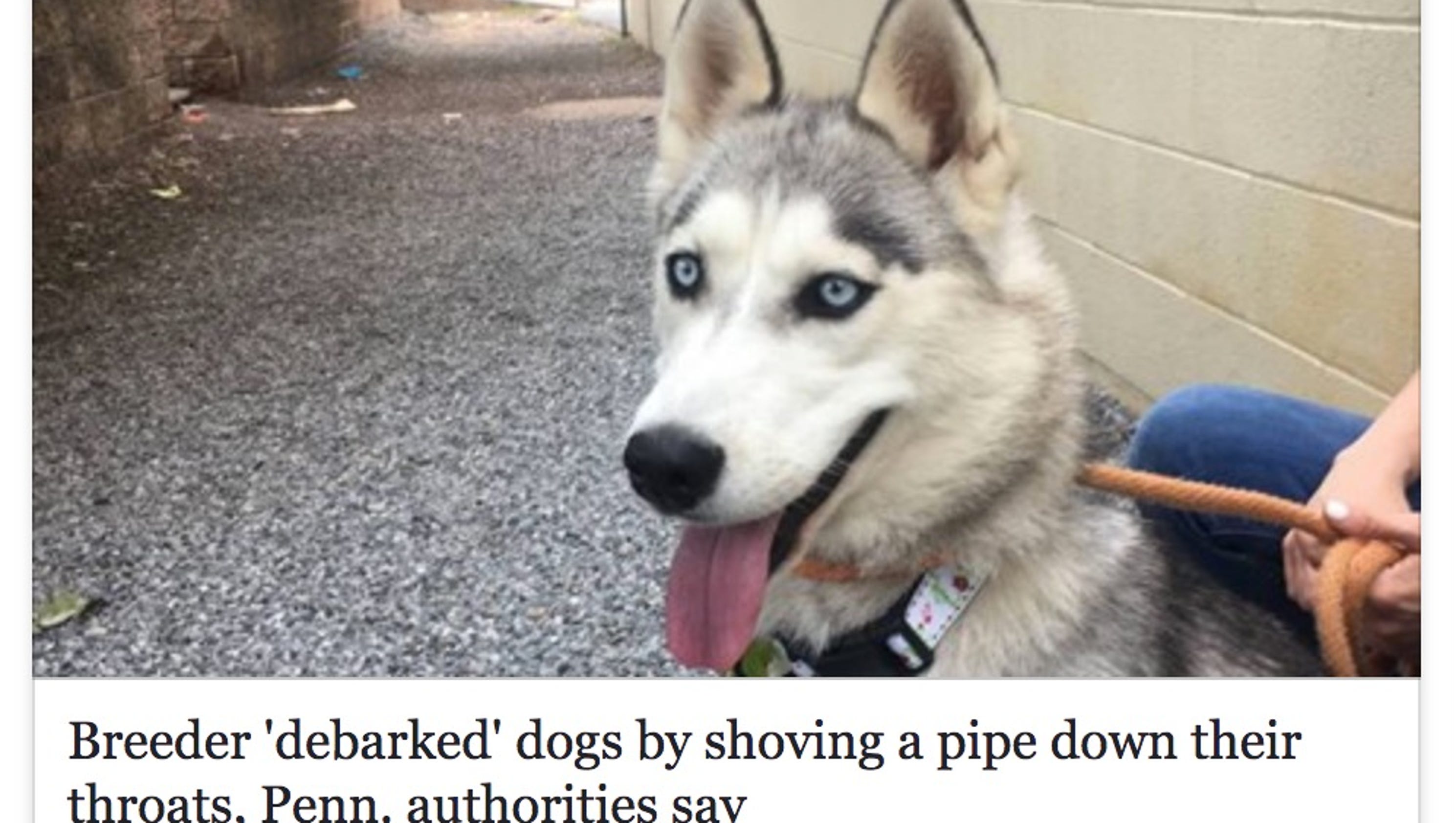 Breeder illegally 'debarked' dogs by pushing pipe down their throats