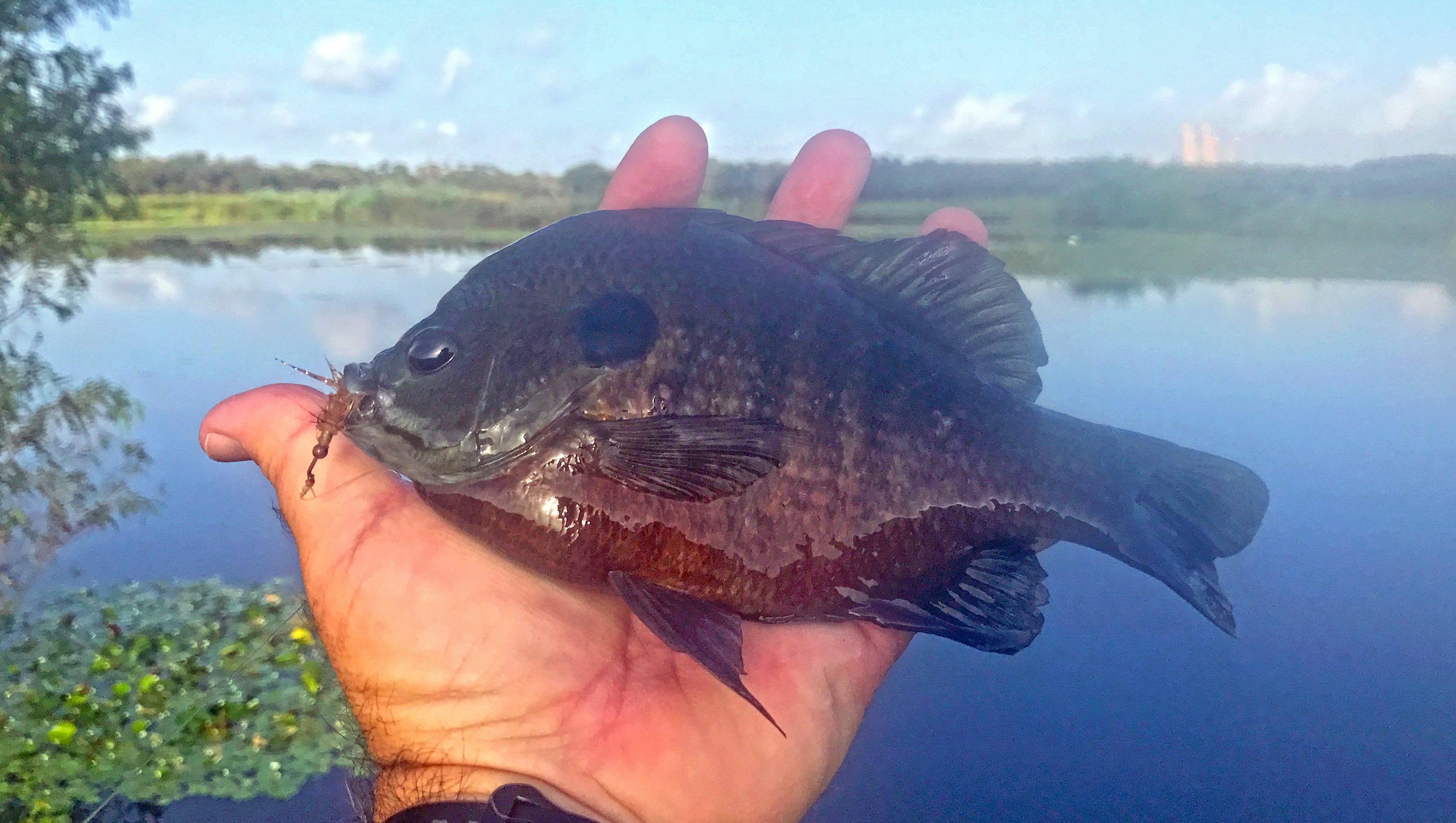Learning To Fly Fish Is Easiest When Targeting Bluegill And Sunfish