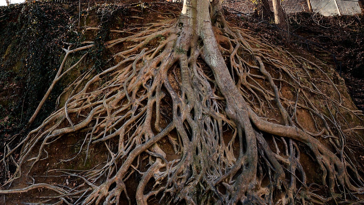 Greenville S Root Tree Grows A Following
