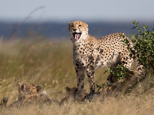 Is there an American cheetah?