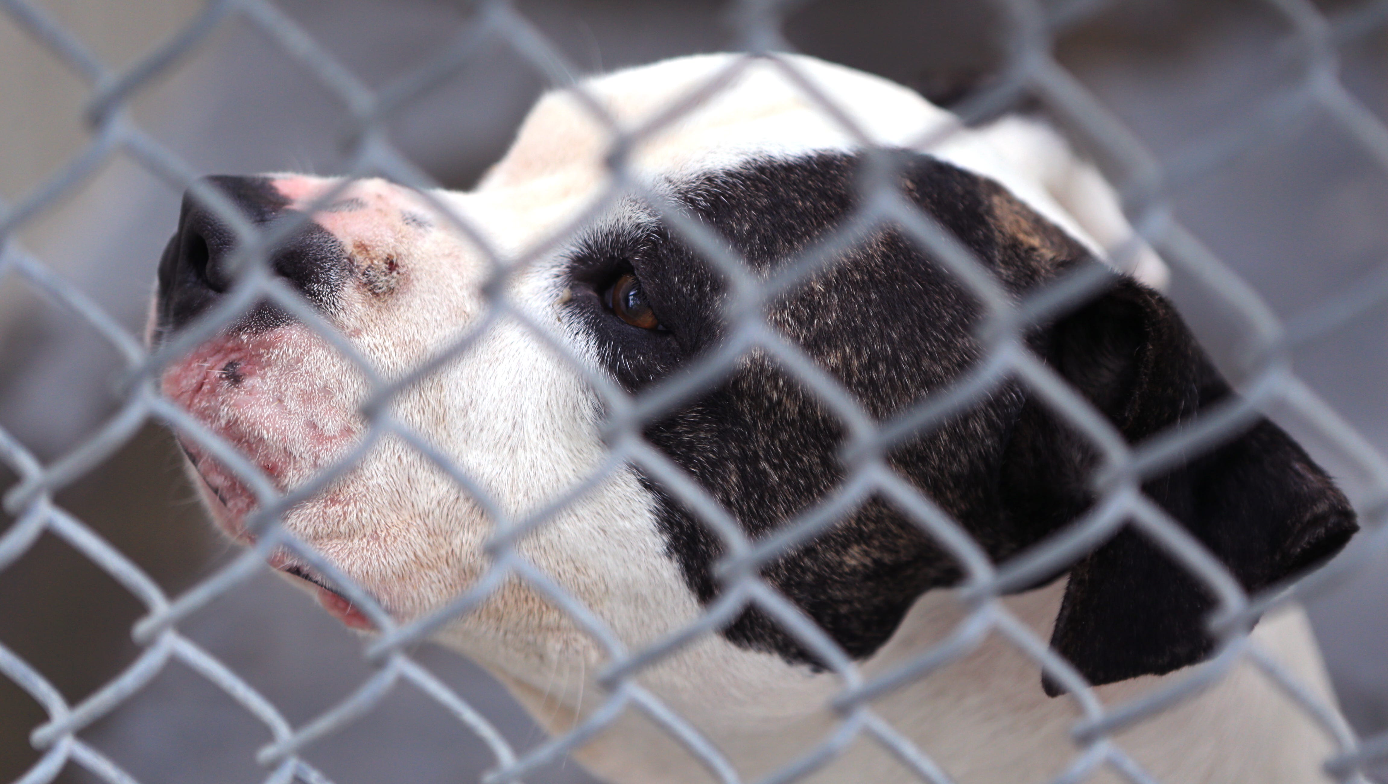 San Angeloans can vaccinate, donate to help battle distemper at shelter