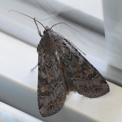A moth rests on a window on Monday.