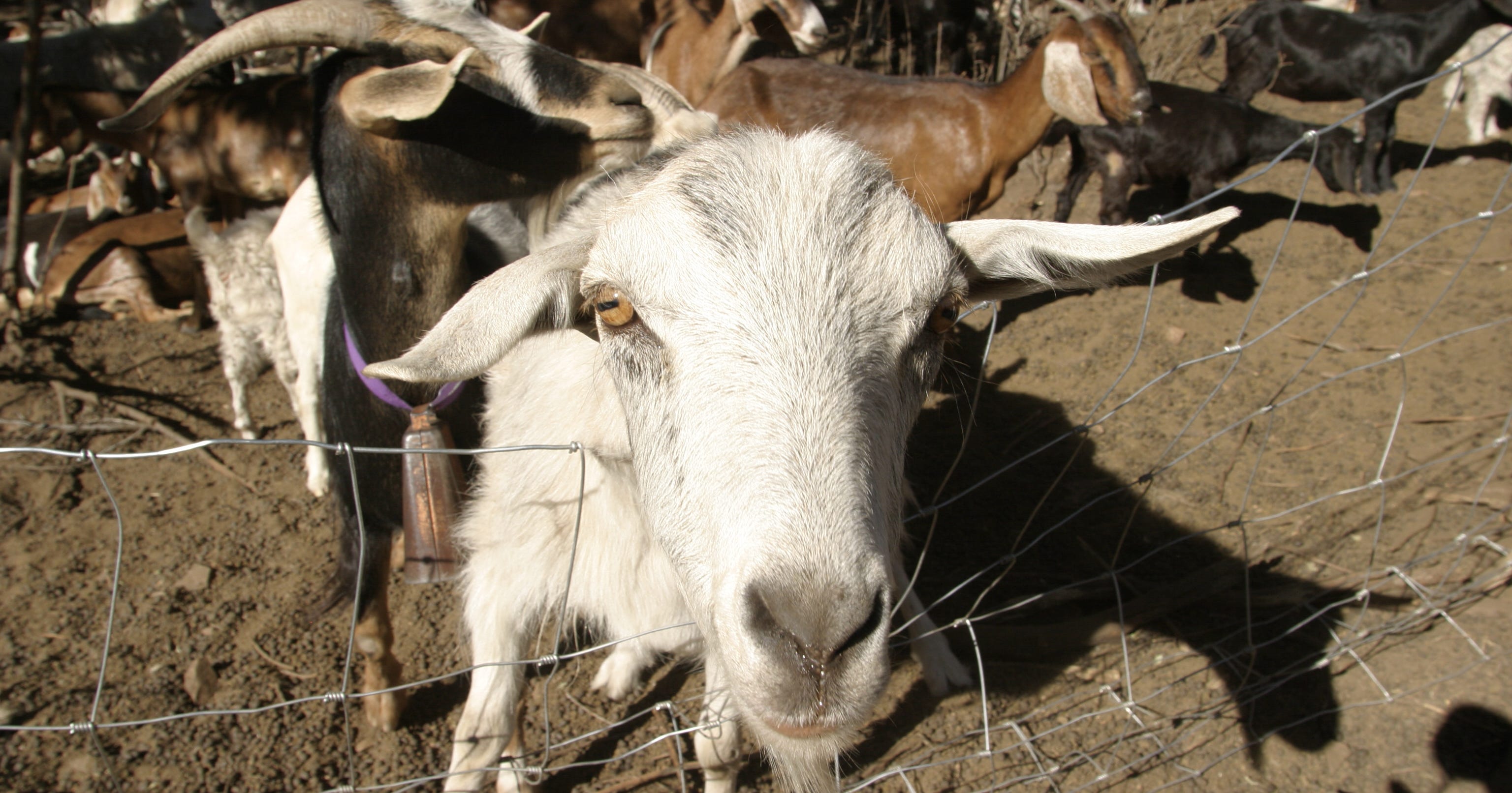 Arizona counties are in America's top 10 for goats?
