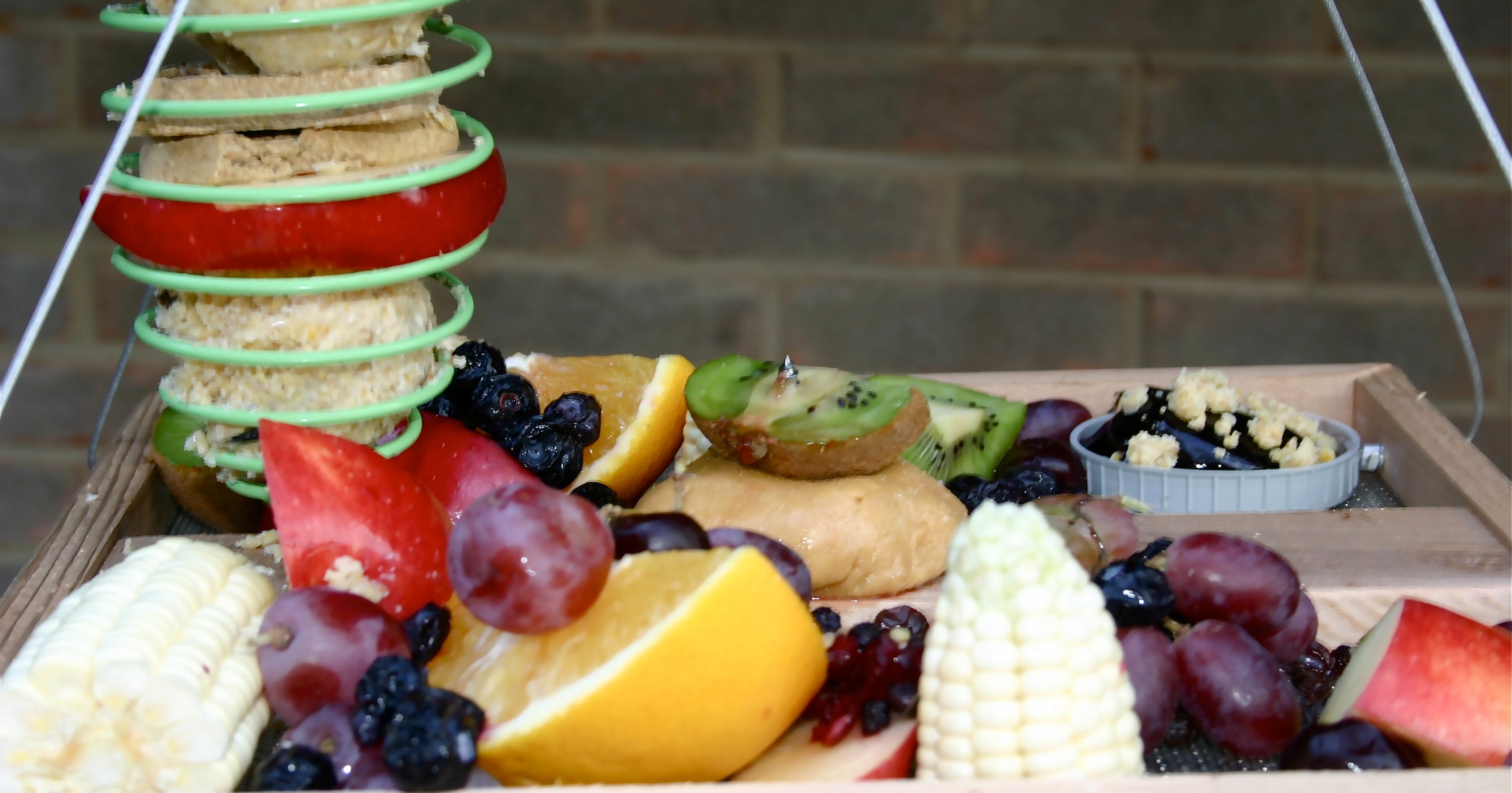 Homemade suet dough is a gift for the birds
