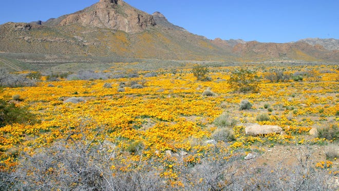An effort to create a national monument at Castner Range, where poppies bloom each spring, saw a mixed result Friday.