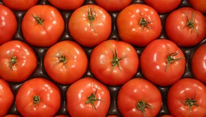 Price hikes for fresh tomatoes in coming weeks and months might be muted because domestic harvests will be starting in California and other states.
