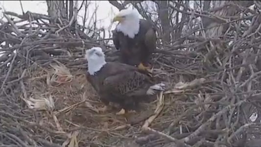 Eagles prepare their nest at an undisclosed location north of Decorah.