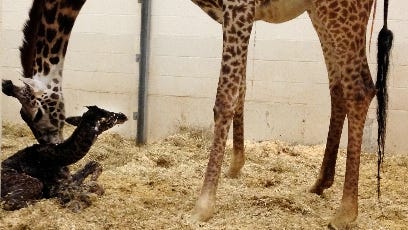 It S A Girl First Look At Cincinnati Zoo S New Baby Giraffe