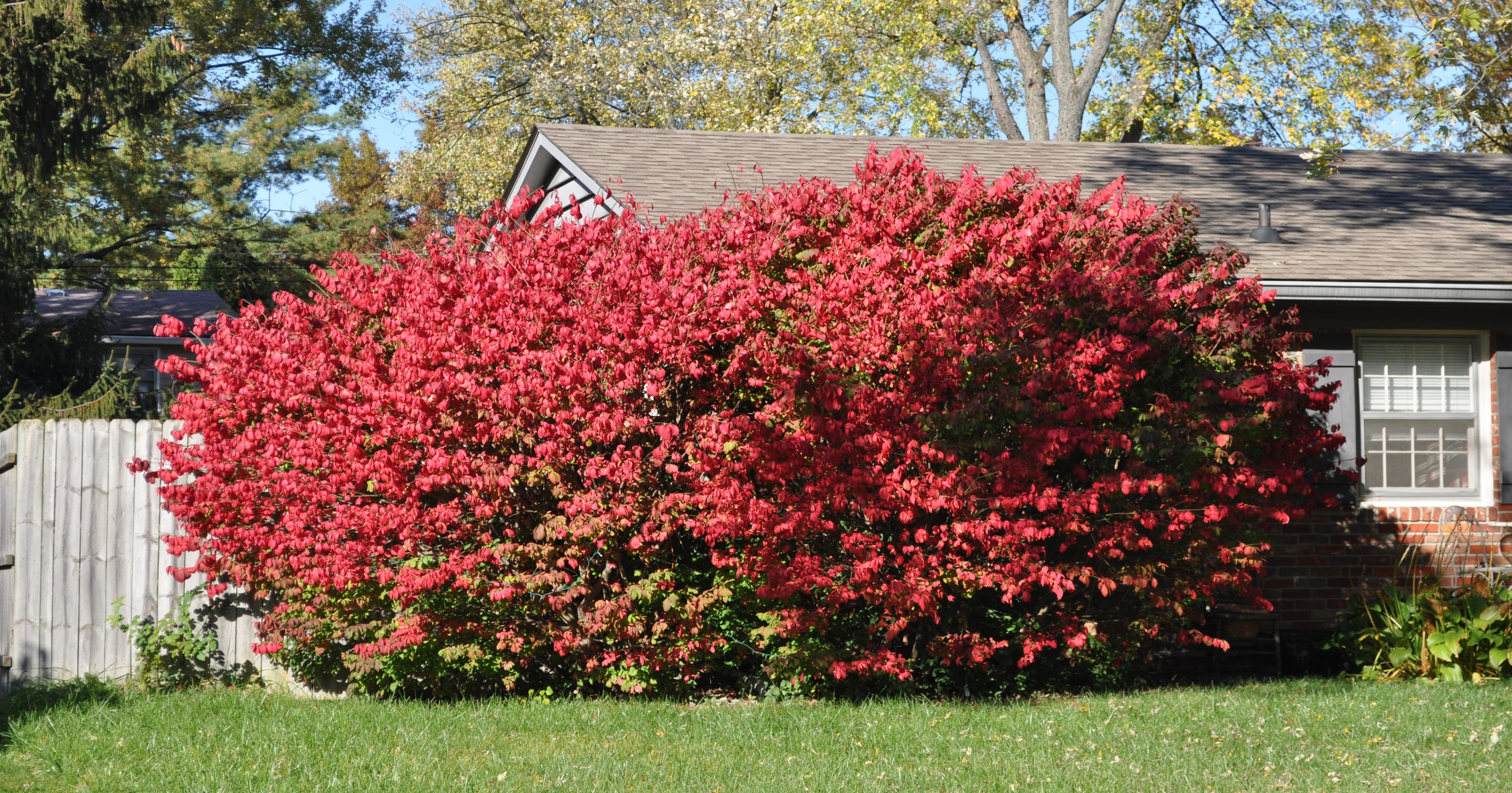 Pruning will keep dwarf burning bushes small