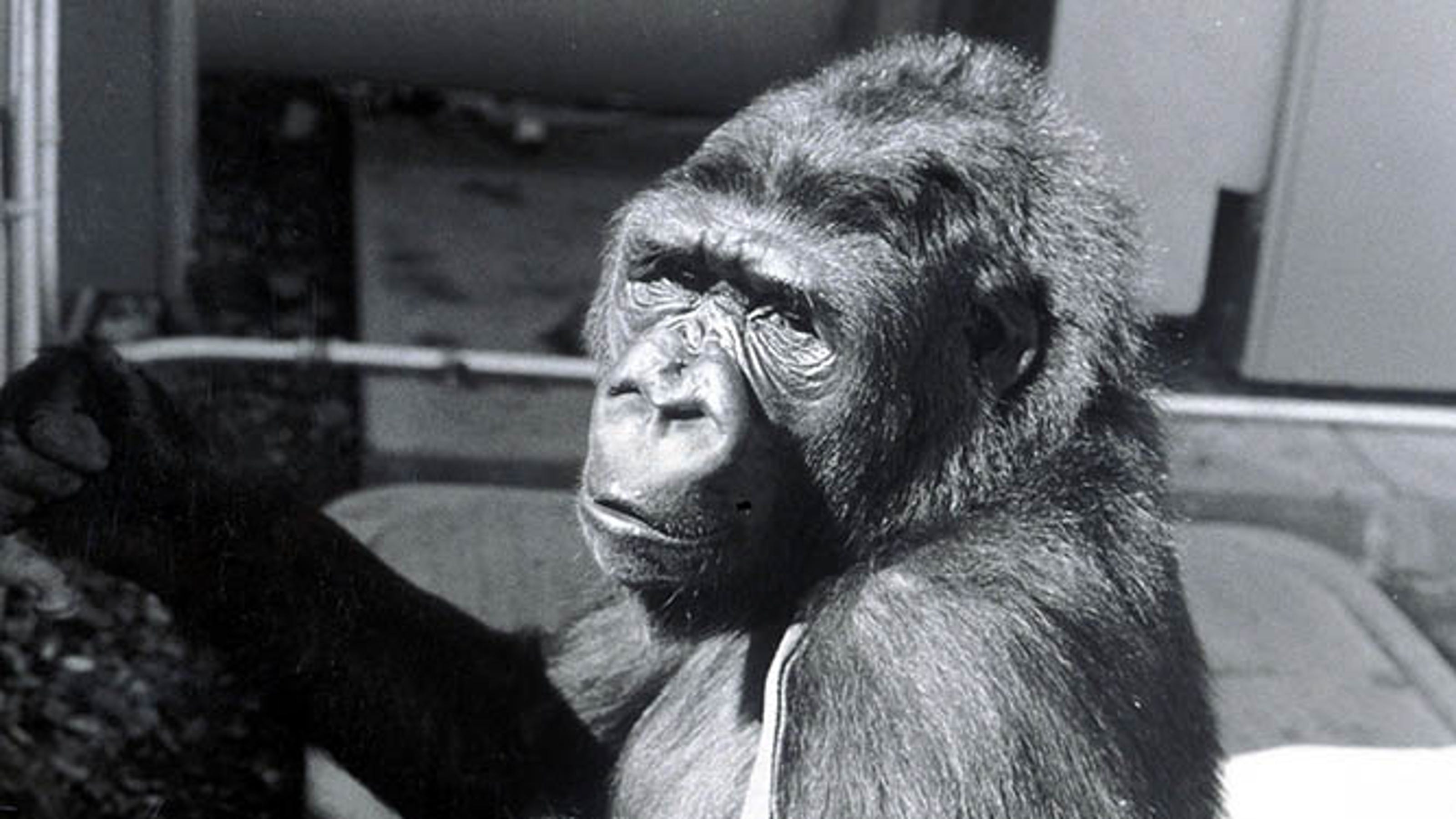 Remembering Koko the gorilla