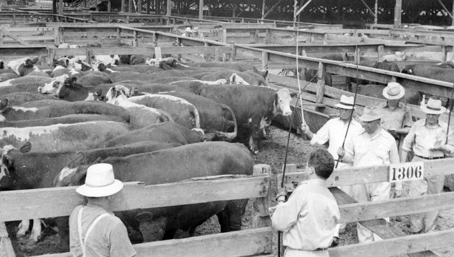 Cattle being hearded in the pens at the Indianapolis Stock Yards in 1941.  