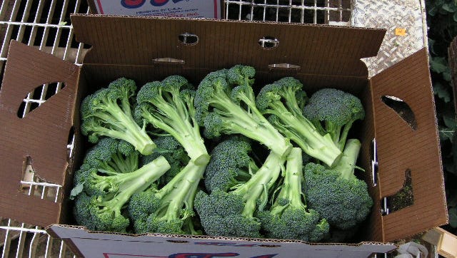 Broccoli picked and packed for shipment to Japan from California's Salinas Valley.