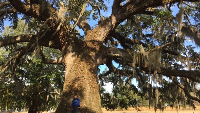 Live Oak Tops The List Of Best Oak Trees Of North Florida