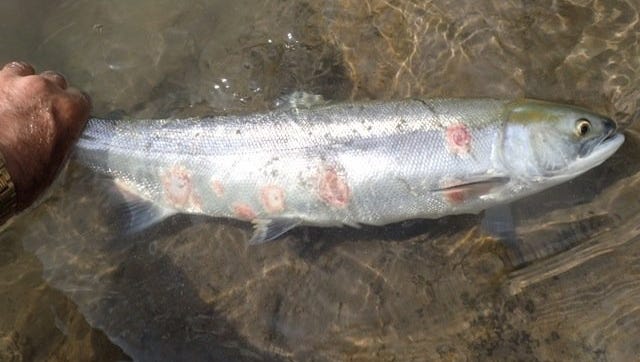 Sockeye salmon which died due to water temperature related issues.