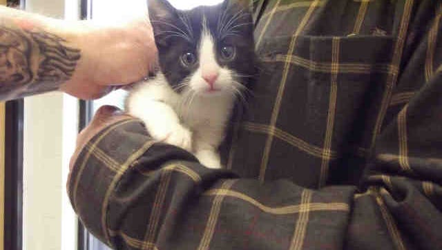 Sylvester, ID A164654, is neutered black and white mediumhair feline. He's about 9 weeks old.