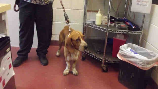 Ascend, IDA165166, is a 2-year-old neutered Basset hound mix. He's been at the shelter since May 19.