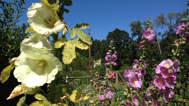 Late summer good time to plant hollyhock seed