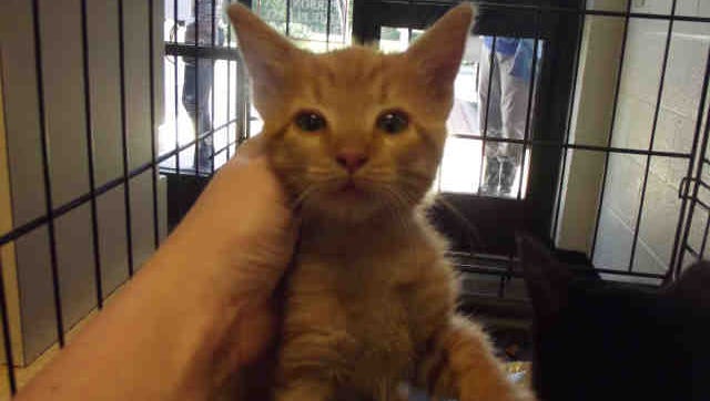 Chip, an orange tabby, is about 12 weeks old and has been at the shelter three weeks.