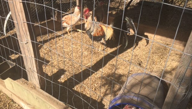 Authorities with Metro Care and Animal Control busted a suspected cockfighting ring in Nashville on April 4, 2017.