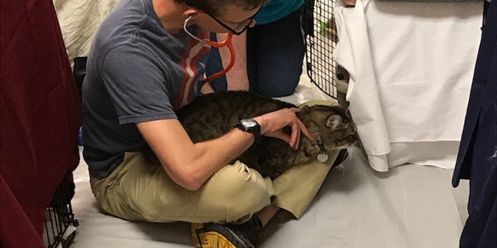 Hurricane Irma Vet Makes Rounds In Pet Friendly Shelter