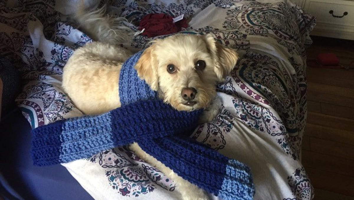 Phoenix Family Finds Dog Dead Hanging In Mobile Pet Grooming Van