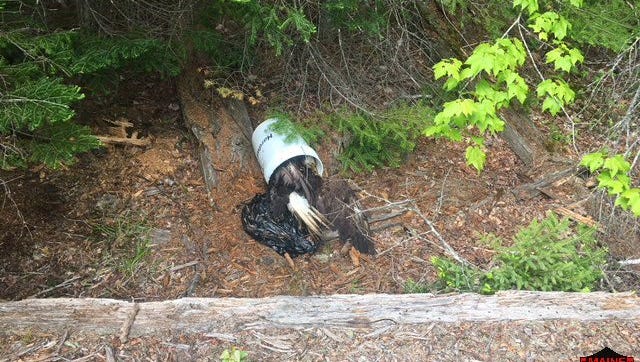 Bald Eagle Shot Killed And Stuffed In Bucket In Maine