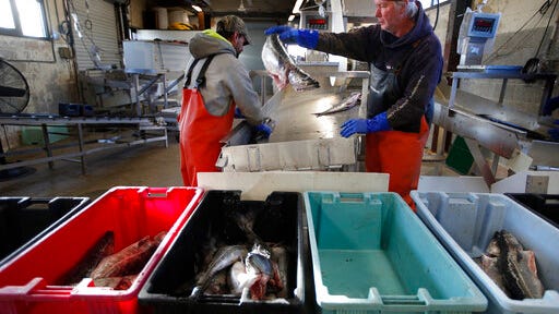FILE - This March 25, 2020, file photo shows a small load of pollack being sorted as it comes off a boat at the Portland Fish Exchange in Portland, Maine. The amount of commercial fishing taking place worldwide has dipped since the start of the coronavirus pandemic, but scientists and conservation experts say it's unclear if the slowdown will help jeopardized species of sea life to recover.