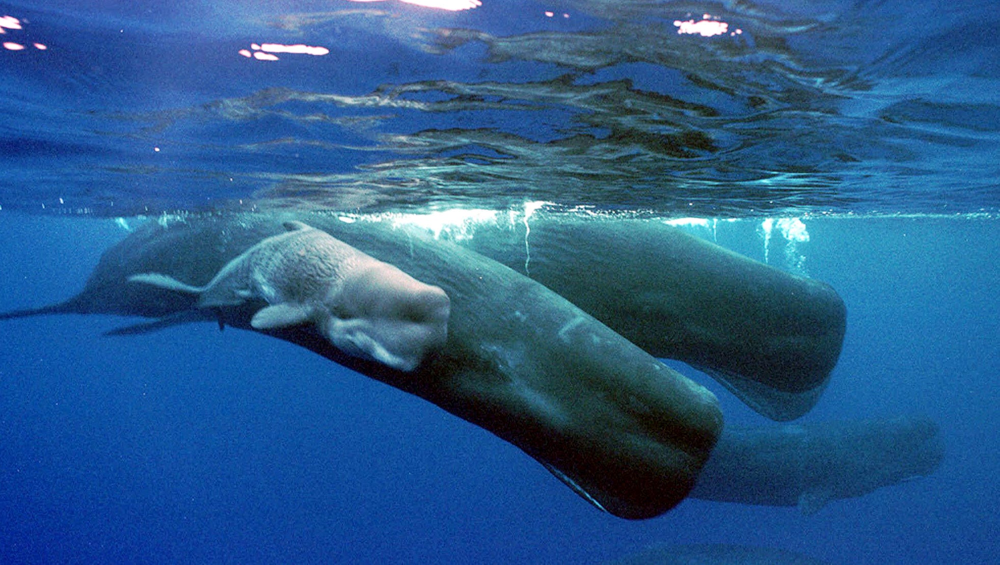 Whales: How do these mammals sleep