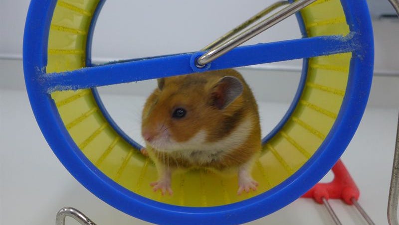 Study Hamsters Have Moods Too