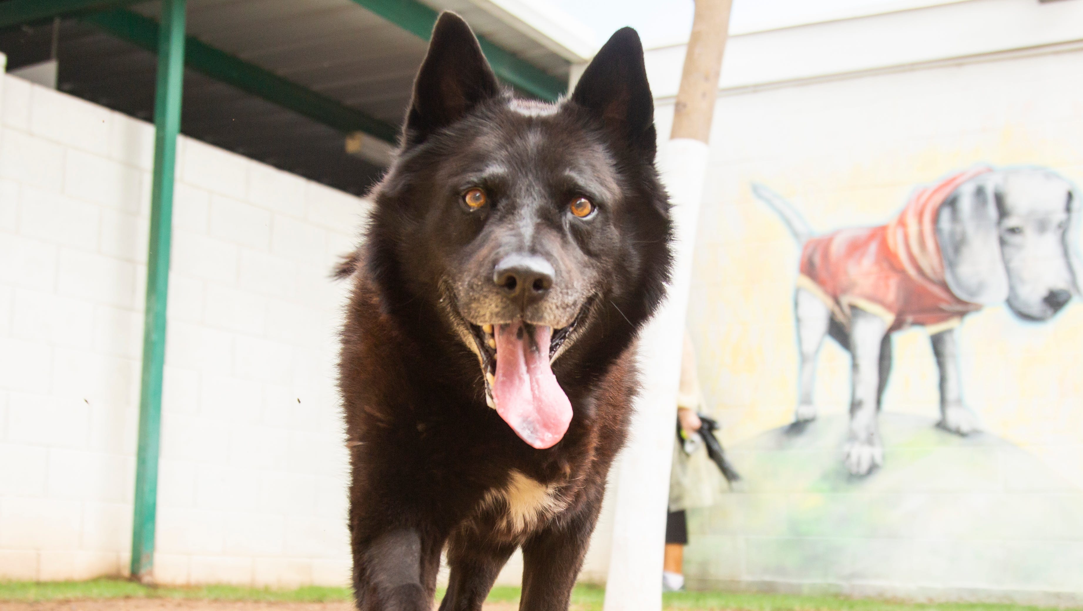 Rescue Pets You Can Take Home This Week In The Valley