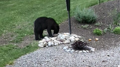 This bear was spotted in early June near Canandaigua Lake