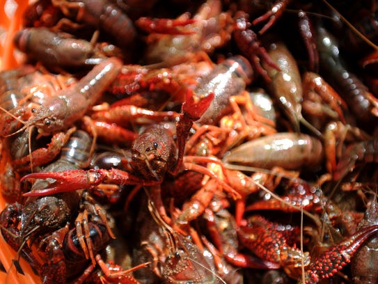 More than 5,000 pounds of live crawfish was ordered